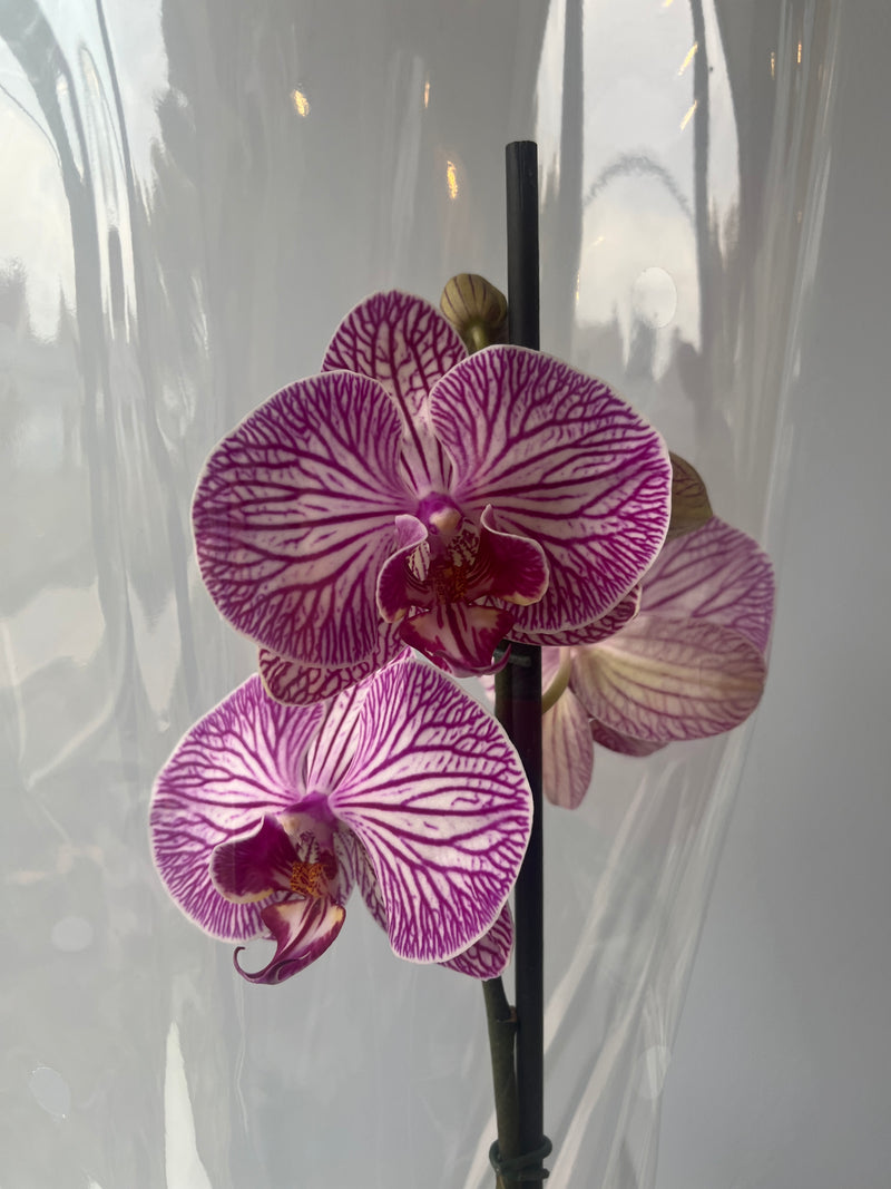 Arreglo de orquidea inocencia
