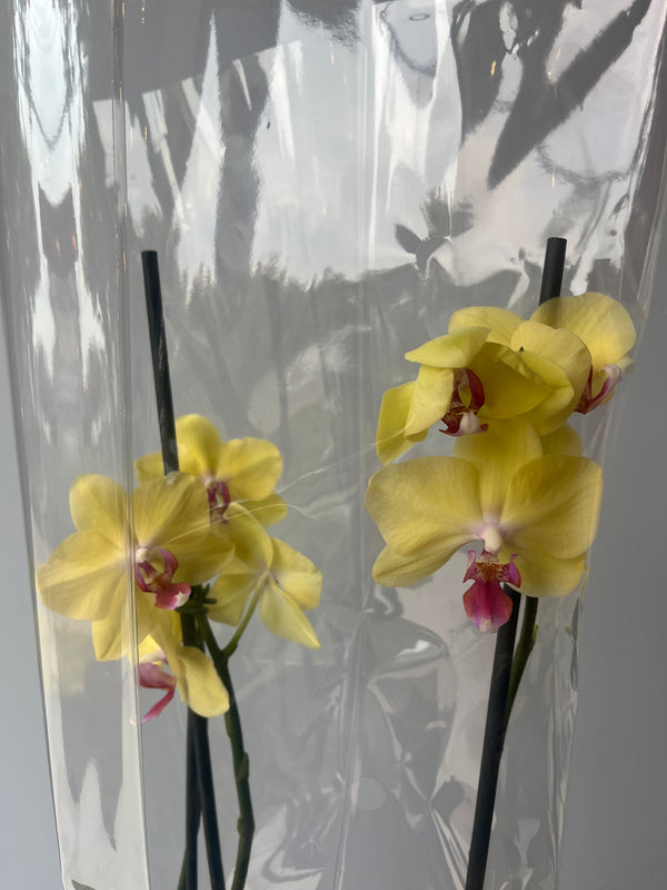 Primera orquidea de mamá🌸