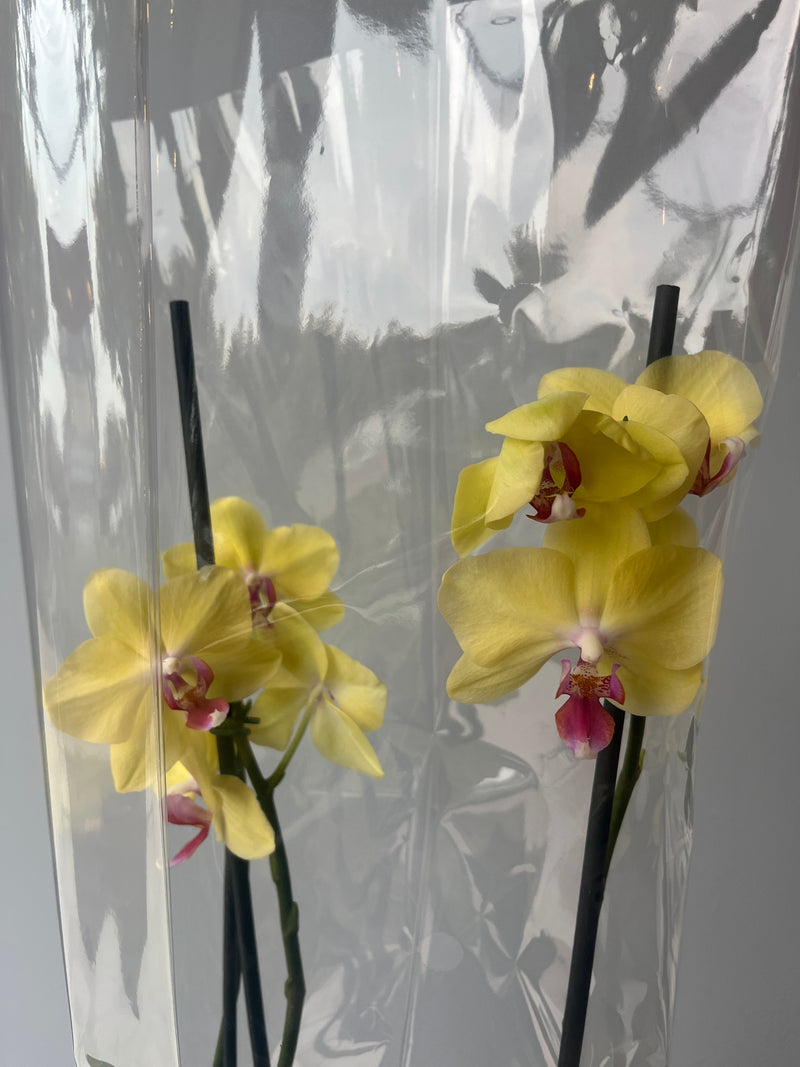 Arreglo de orquidea inocencia