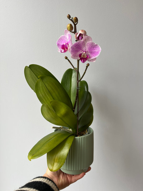 Arreglo orquideas cariño (orquidea mediana)