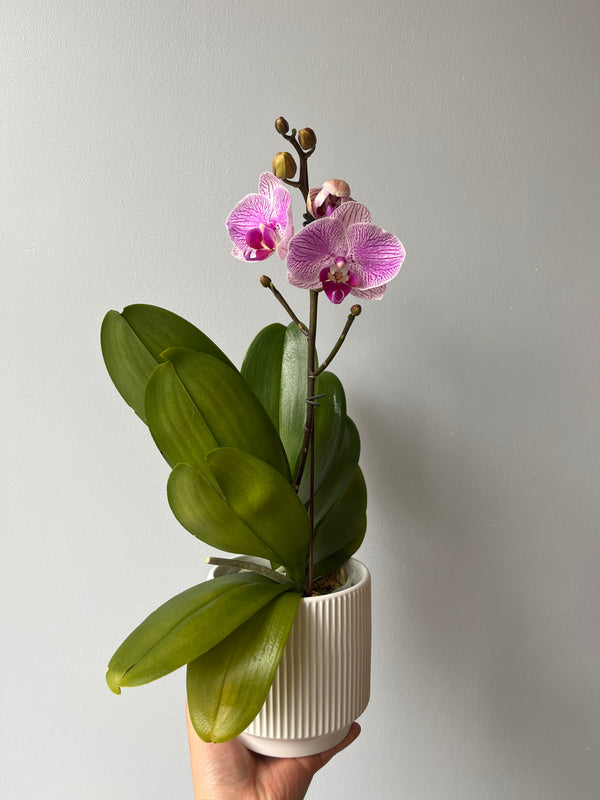 Arreglo orquideas cariño (orquidea mediana)