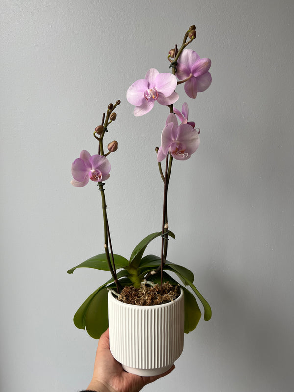 Arreglo orquideas agradecimiento (orquidea mediana)
