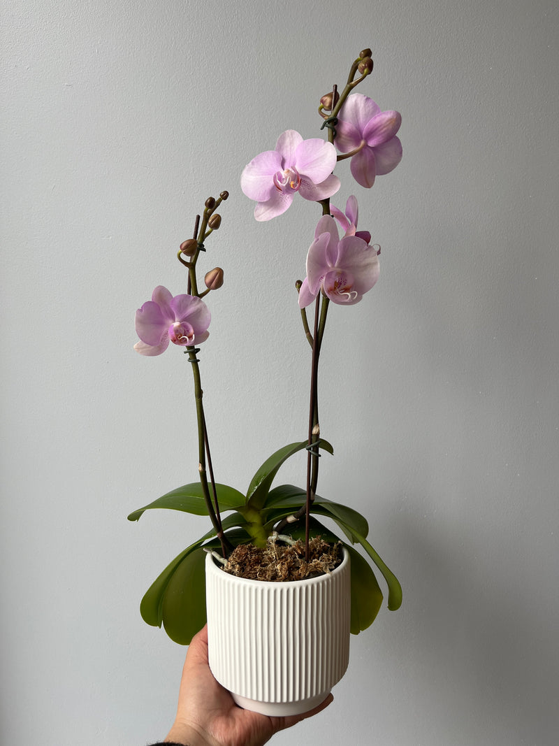 Arreglo orquideas agradecimiento (orquidea mediana)