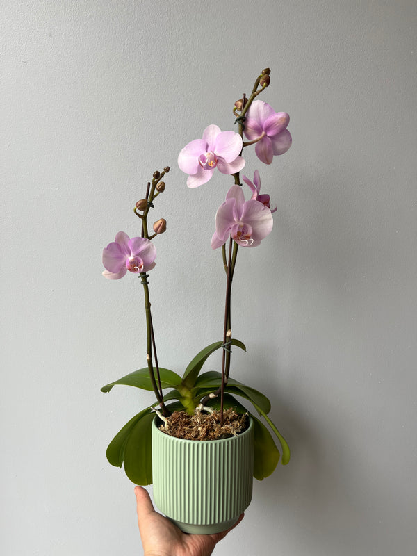 Arreglo orquideas agradecimiento (orquidea mediana)