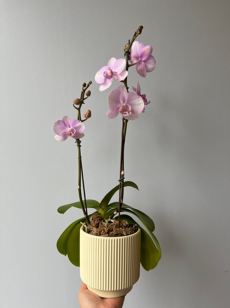 Arreglo orquideas agradecimiento (orquidea mediana)