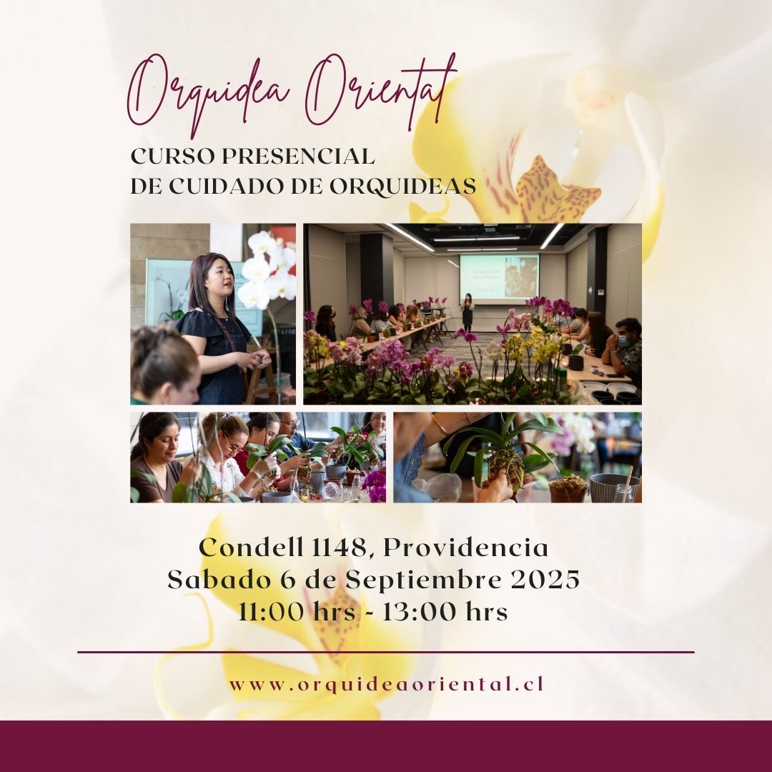 Curso presencial - Sabado 6 de Septiembre 2025 - 11:00 am