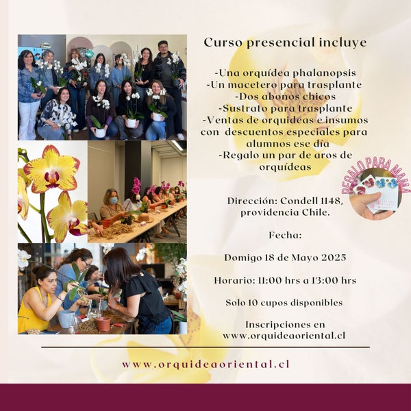 Curso presencial - Edición especial día de la madre 😍  Domingo 18 de mayo 2025- 11:00 am 🌸REGALO 1 AROS DE ORQUIDEAS🌸