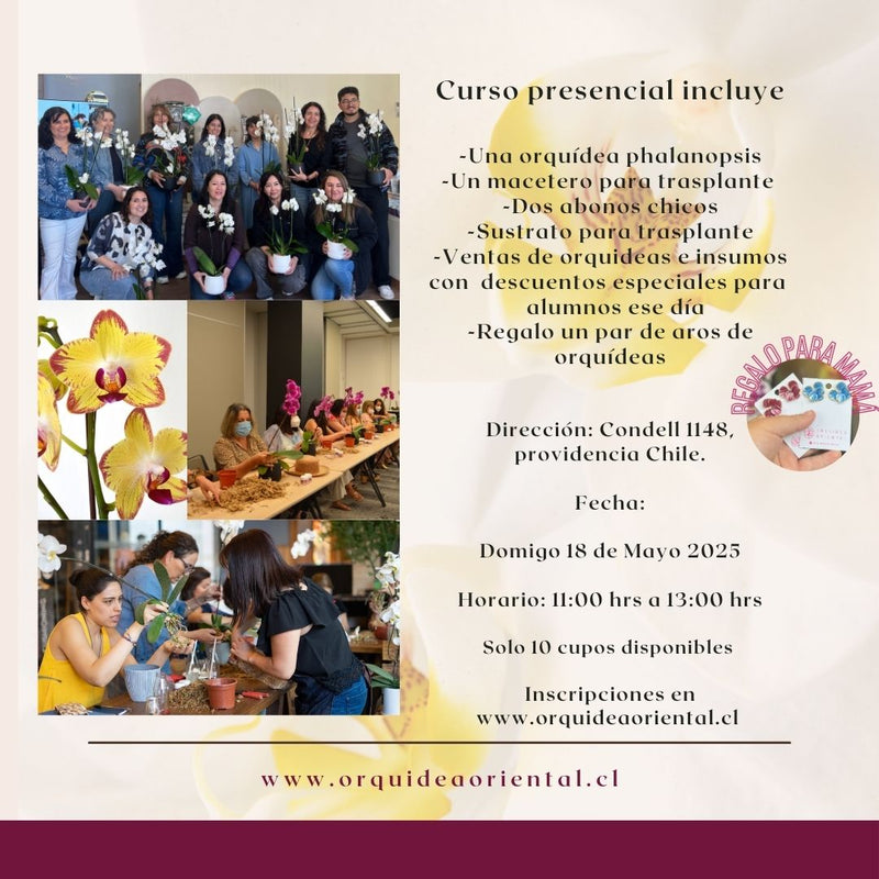 Curso presencial - Edición especial día de la madre 😍  Domingo 18 de mayo 2025- 11:00 am 🌸REGALO 1 AROS DE ORQUIDEAS🌸