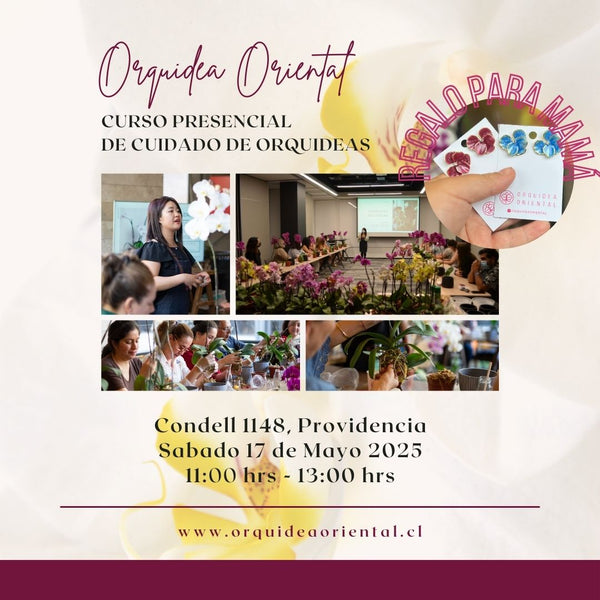 Curso presencial - Edición especial día de la madre 😍  Sábado 17 de mayo 2025- 11:00 am 🌸REGALO 1 AROS DE ORQUIDEAS🌸