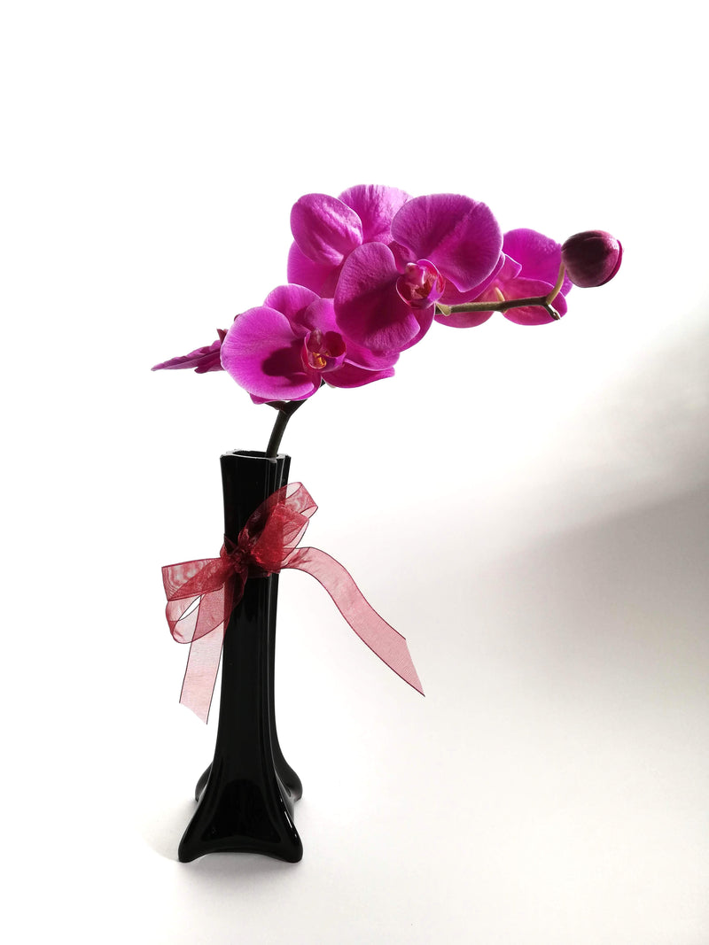 Vara orquidea negra