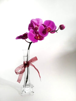 Vara orquidea trasparente
