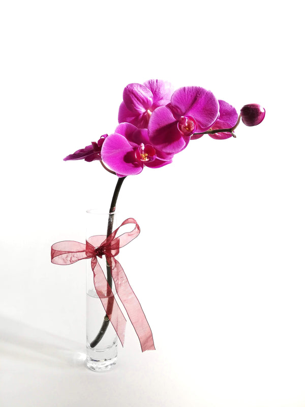 Vara orquidea