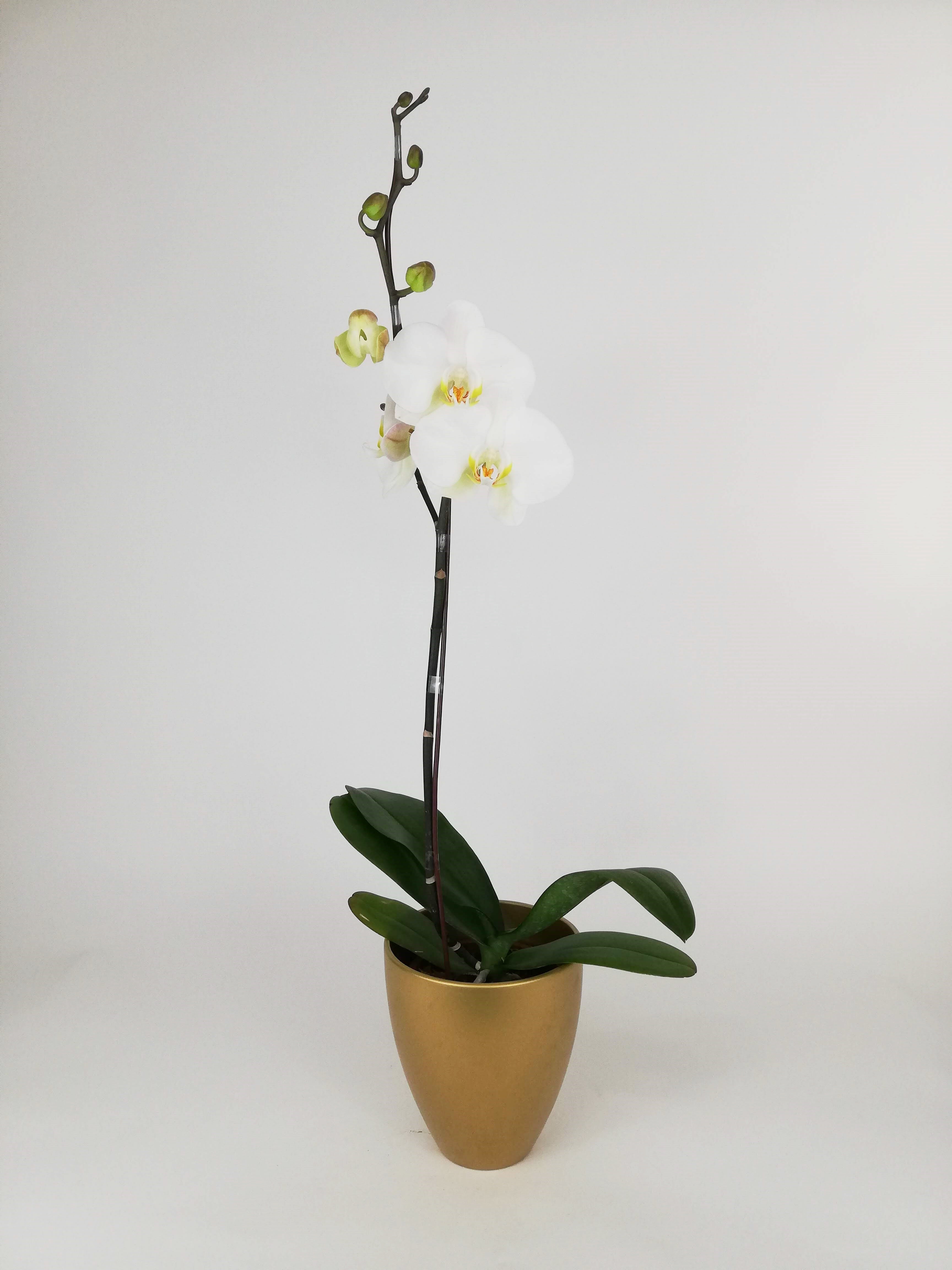 ARREGLO PLANTA ORQUIDEA SIMPLEZA ORO