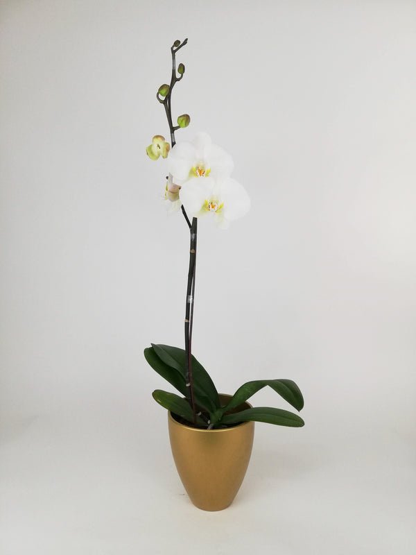 ARREGLO PLANTA ORQUIDEA SIMPLEZA ORO