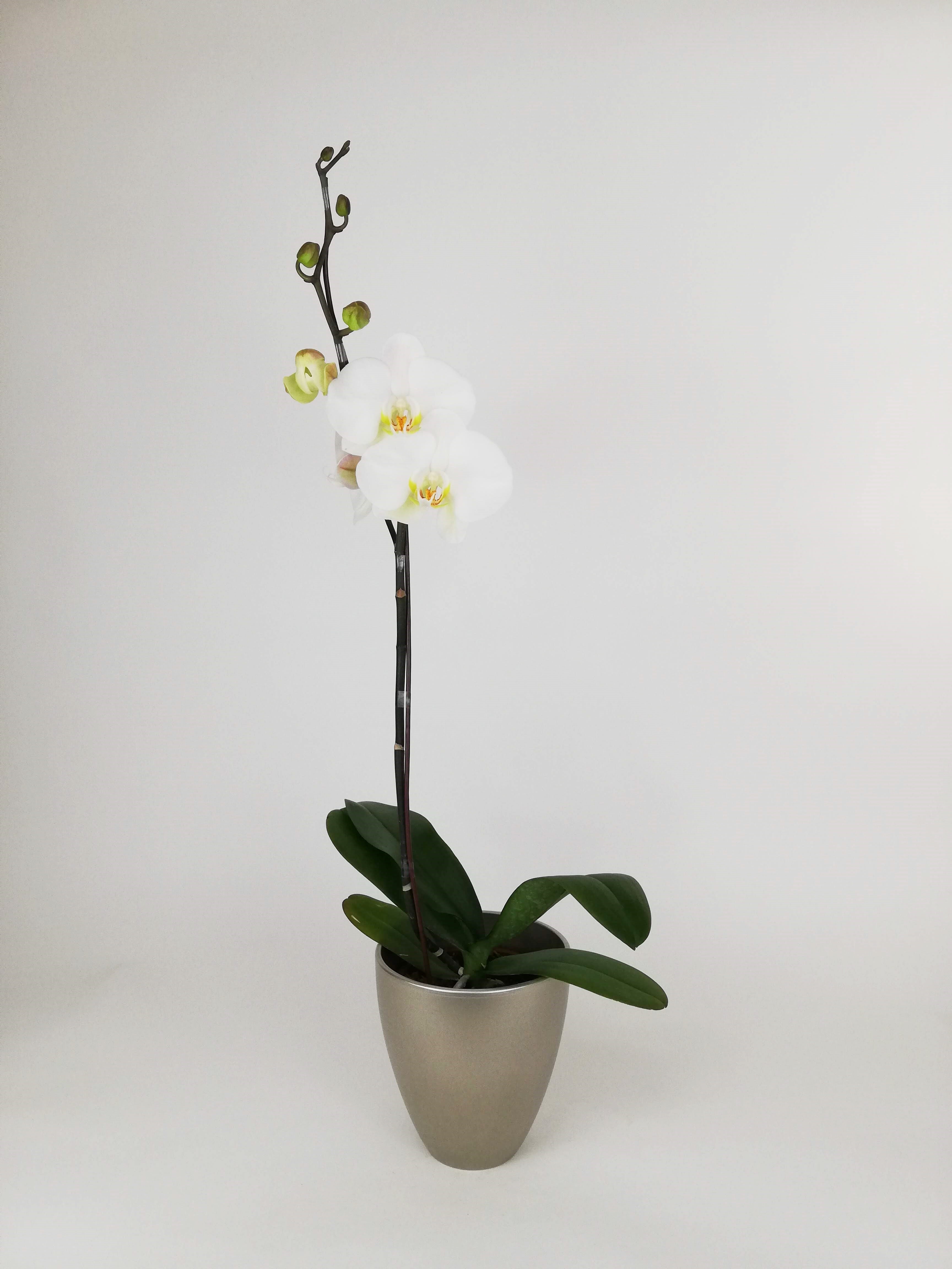 ARREGLO PLANTA ORQUIDEA SIMPLEZA PERLA