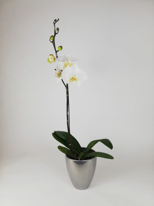 ARREGLO PLANTA ORQUIDEA SIMPLEZA PLATA
