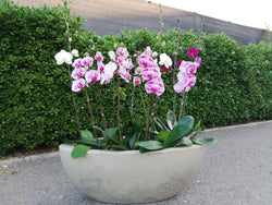 Arreglo planta orquidea equilibrio