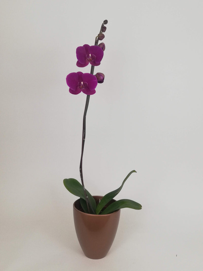 Arreglo planta orquidea simpleza cobre
