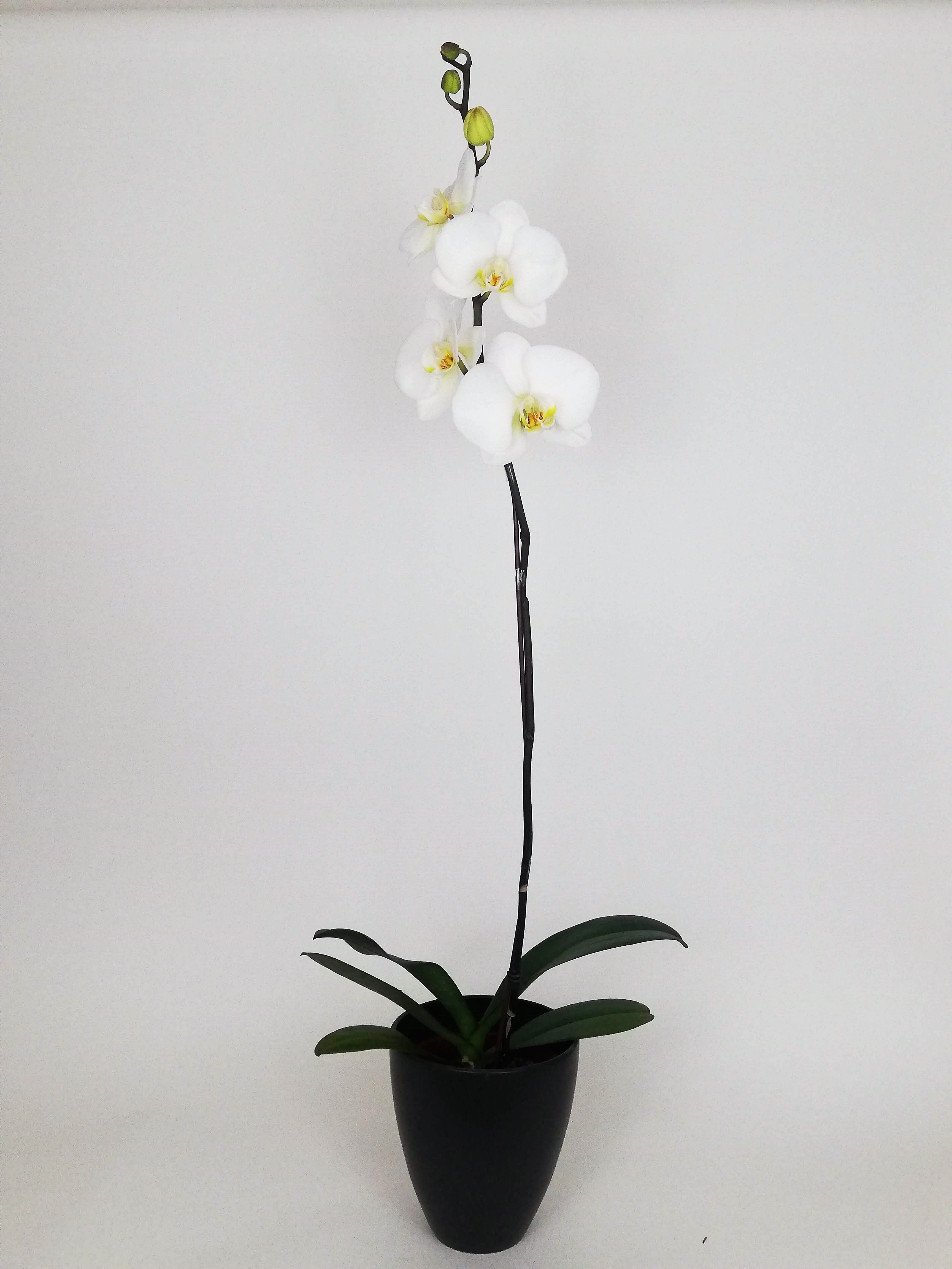 Arreglo planta orquidea simpleza negro