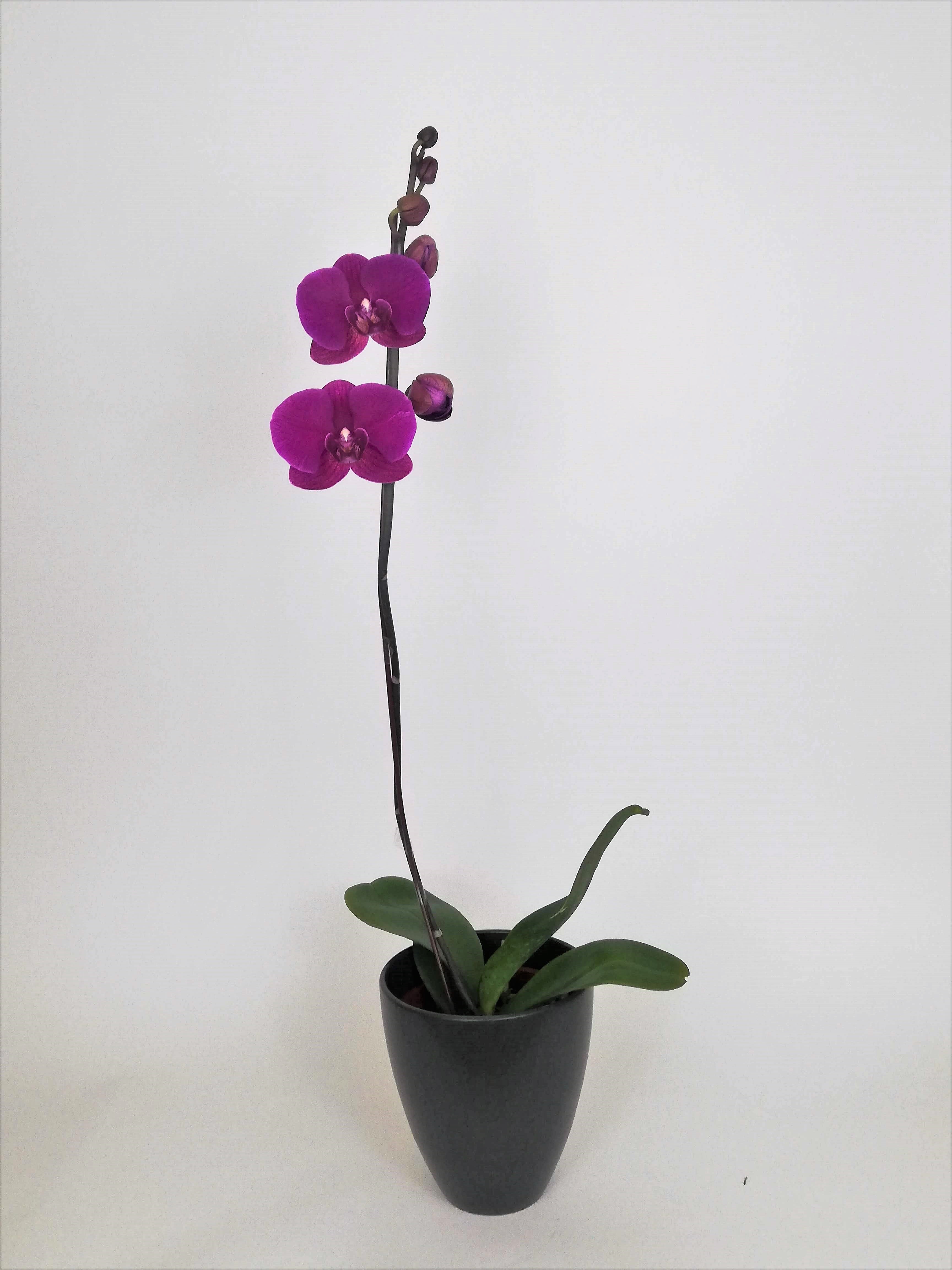 Arreglo planta orquidea simpleza negro