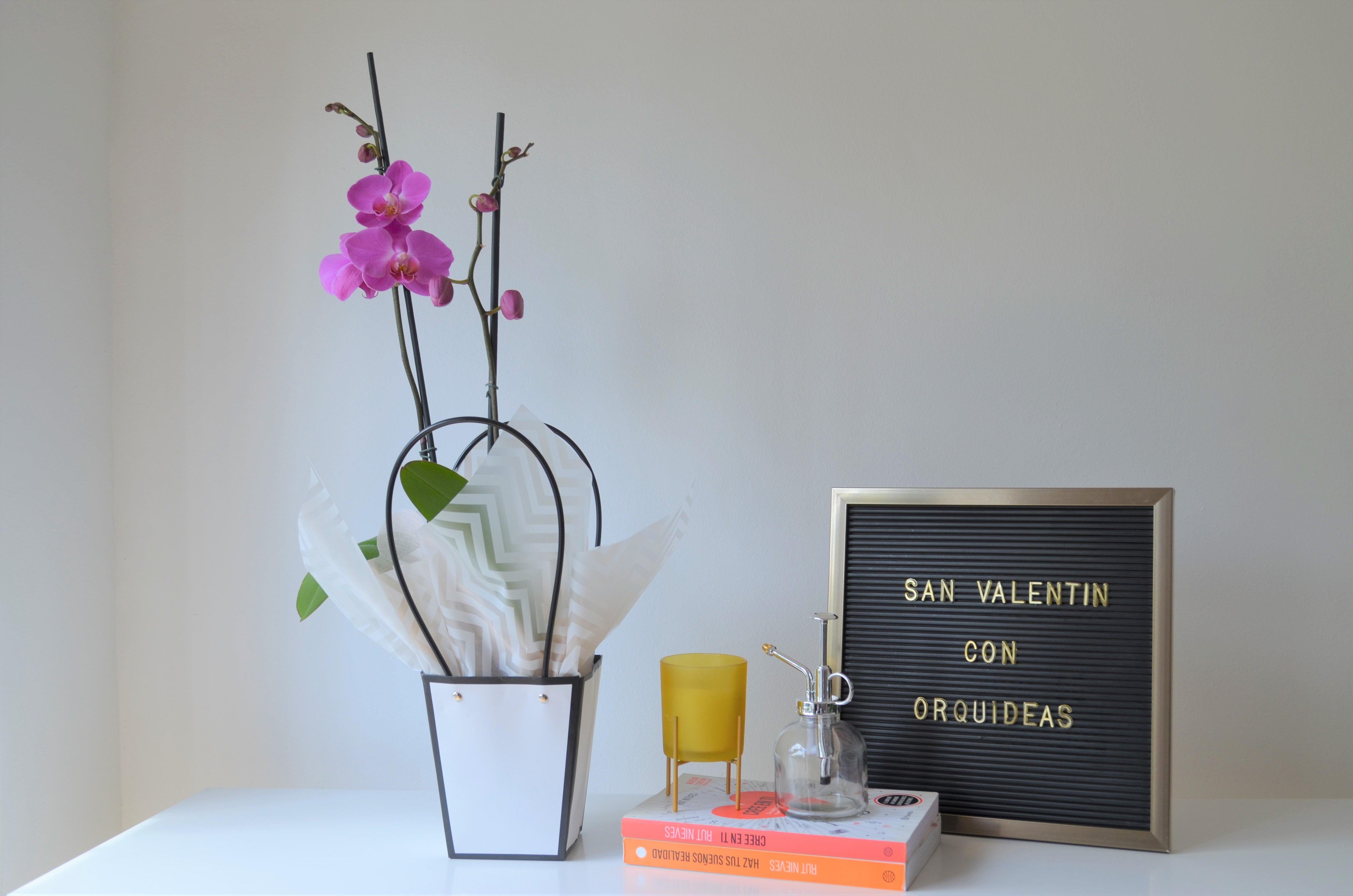 Orquidea rosa pastel en bolsa