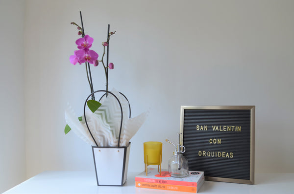 Orquidea rosa pastel en bolsa