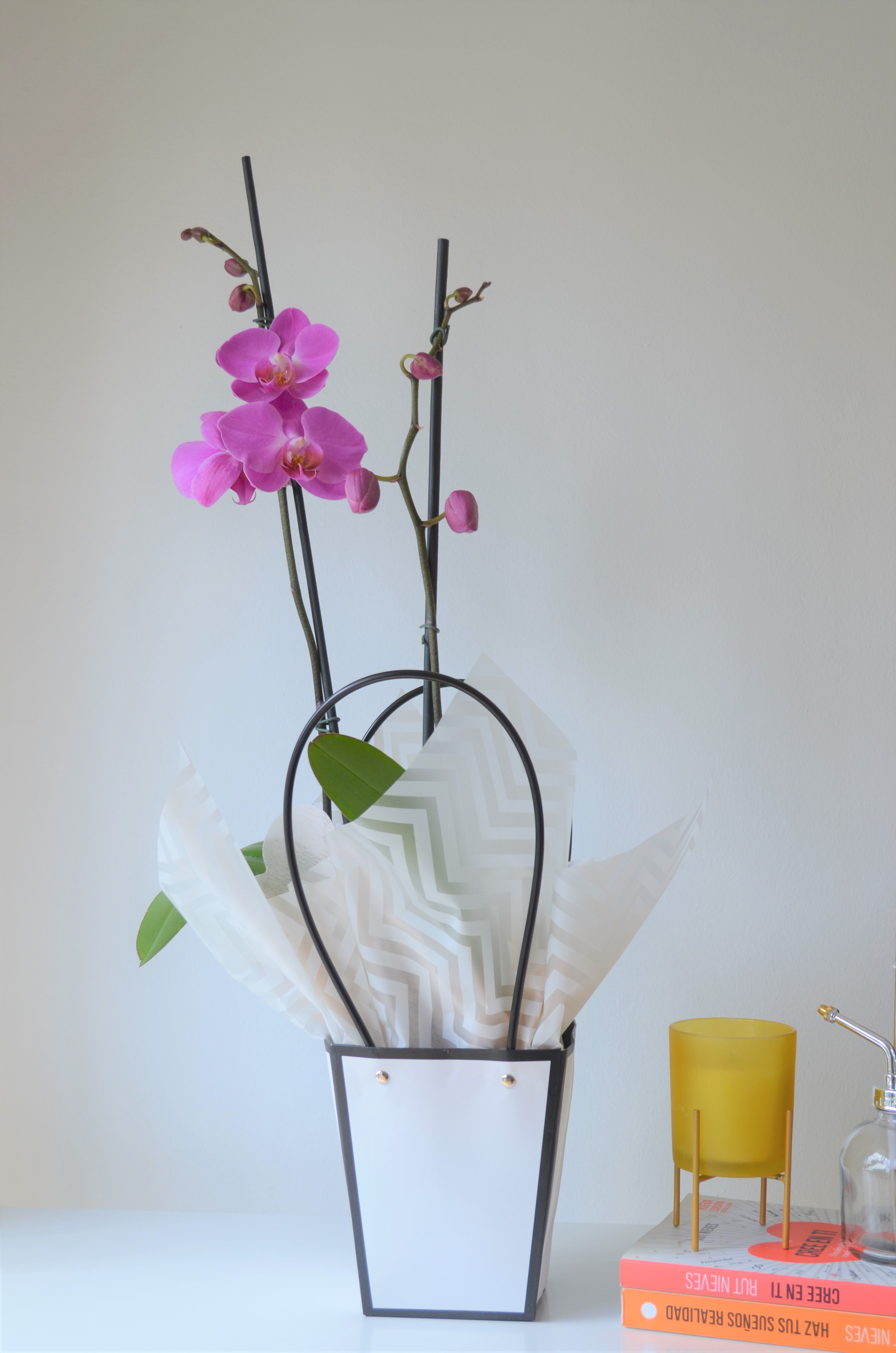 Orquidea rosa pastel en bolsa
