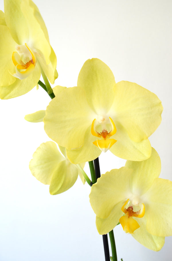 ARREGLO PLANTA DE ORQUIDEA AMARILLO