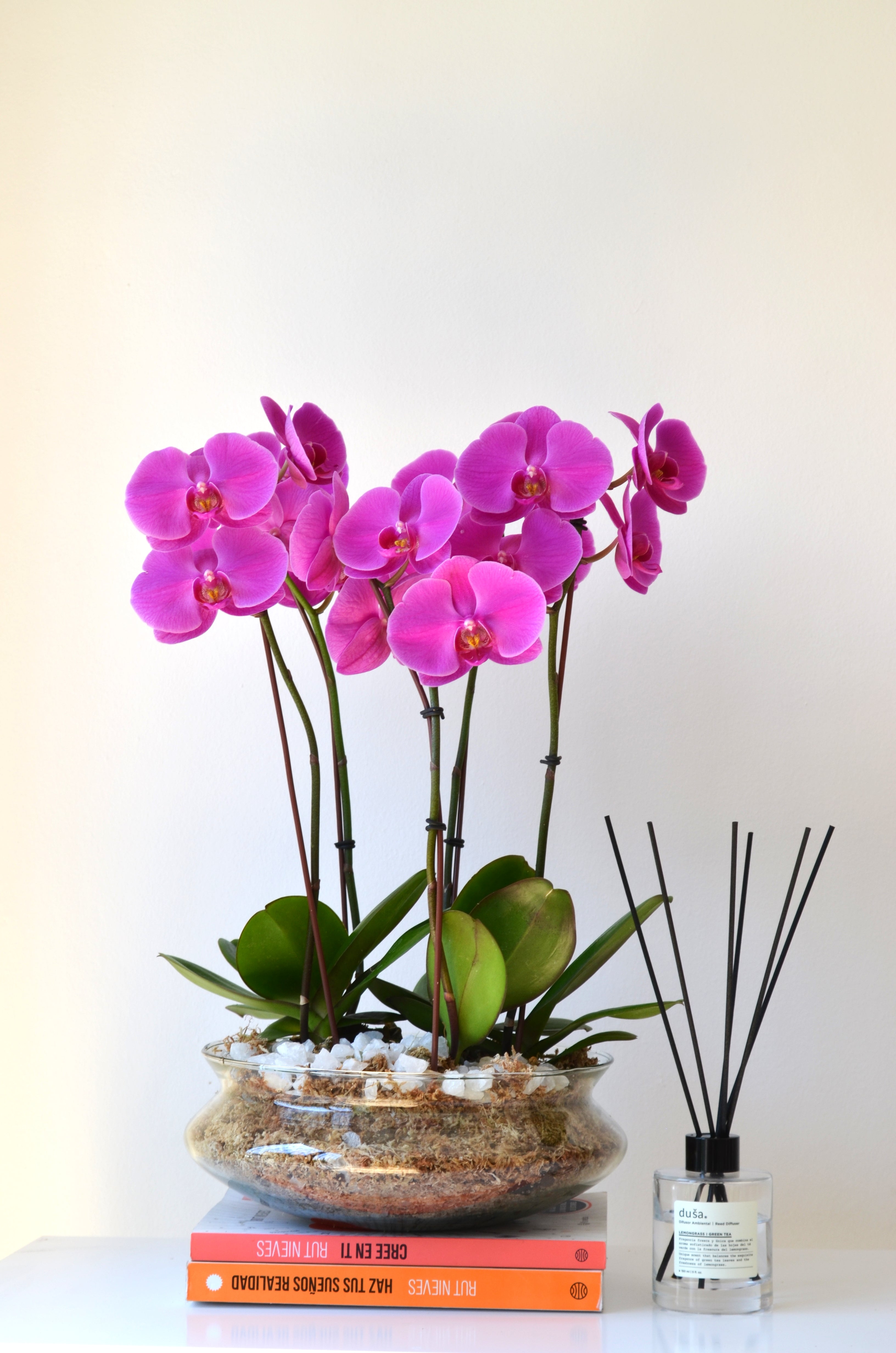 Arreglo en plantas orquideas pasion