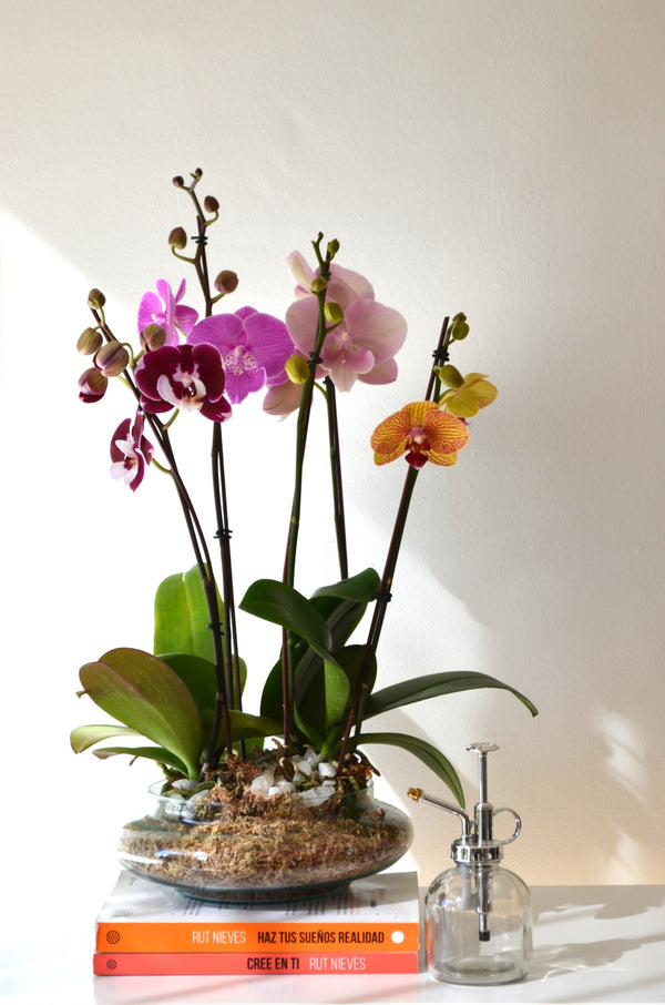 Arreglo de orquideas en planta transparencia