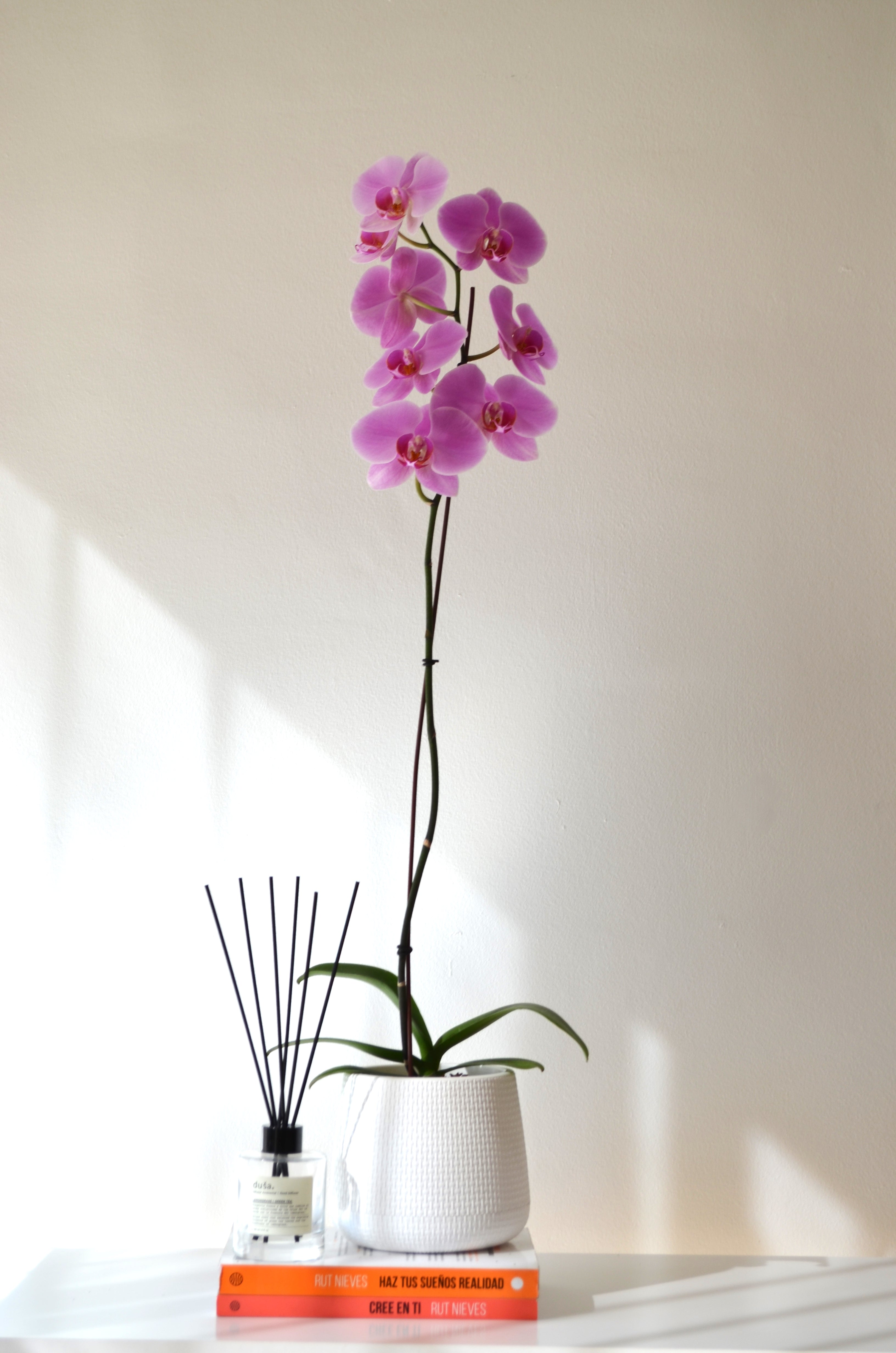 Arreglo Planta Orquidea sensibilidad blanca