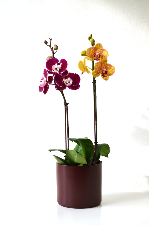 Arreglo 2 plantas orquideas medianas en ceramica burdeo