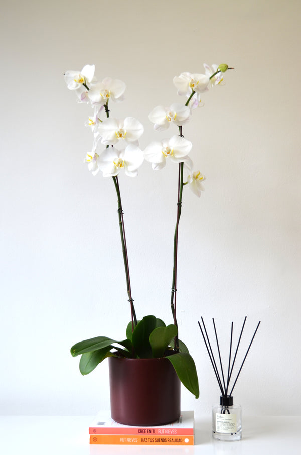 Arreglo 2 Plantas de Orquideas colores grandes en ceramica