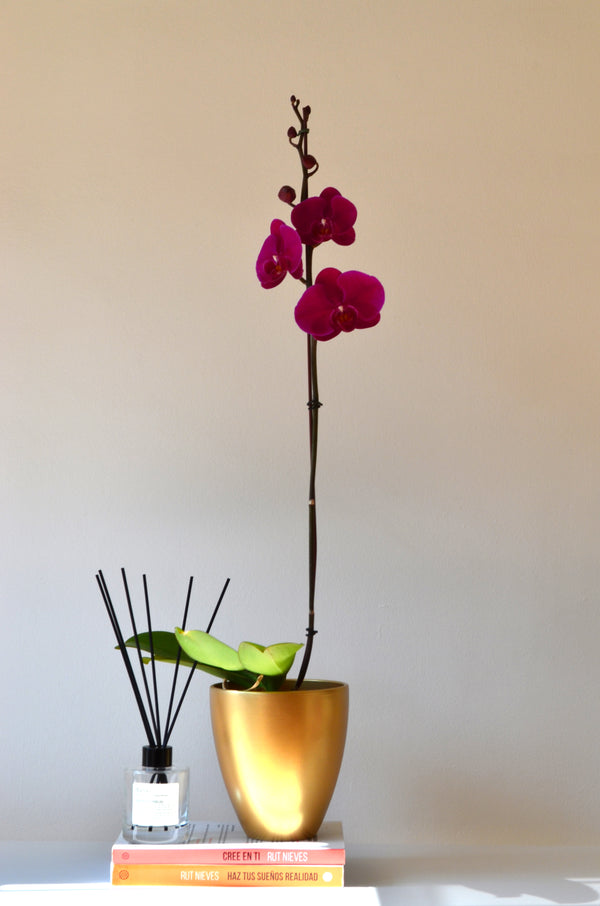 ARREGLO PLANTA DE ORQUIDEA FUCHSIA EN CERAMICA ORO