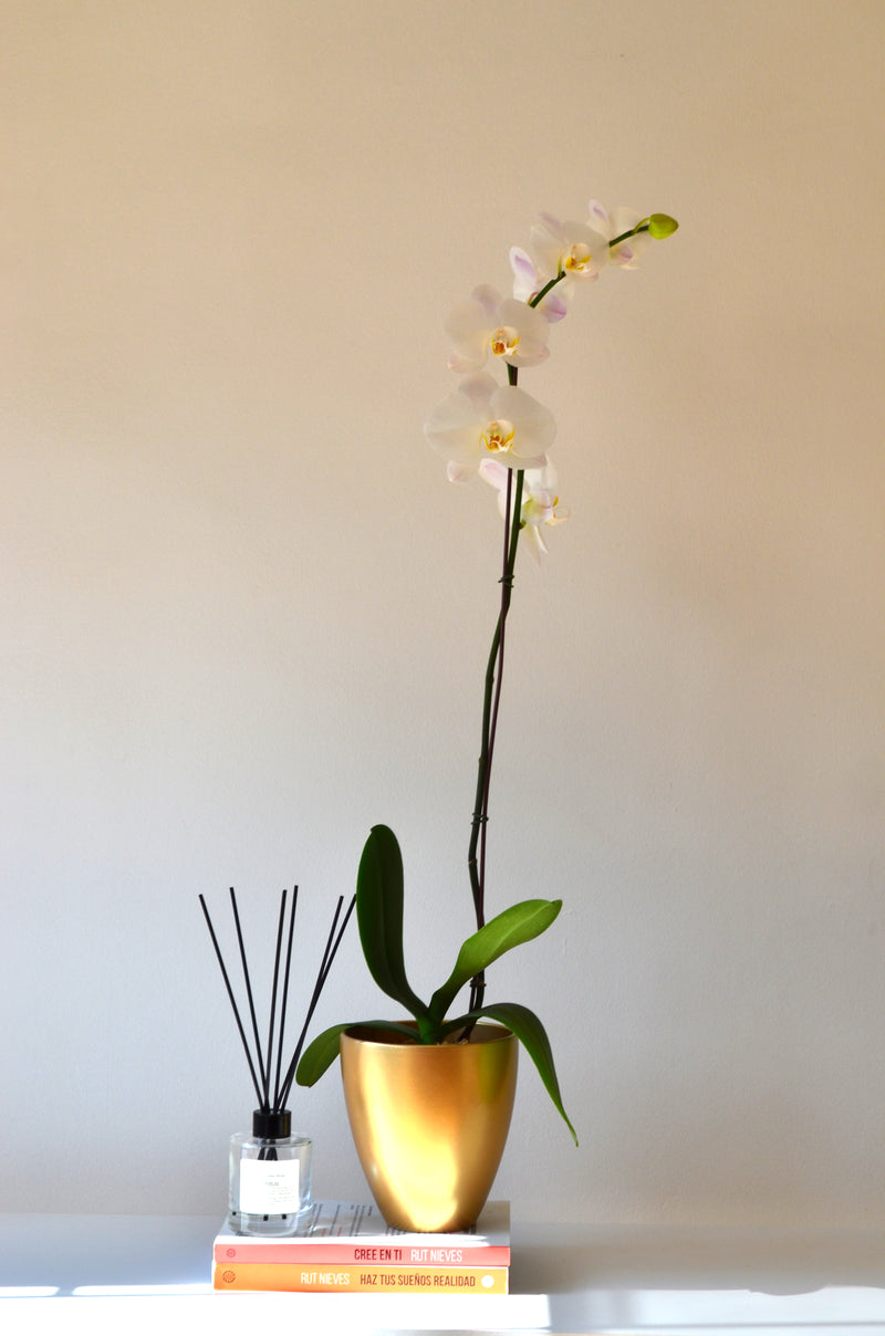 ARREGLO PLANTA DE ORQUIDEA BLANCA EN CERAMICA ORO