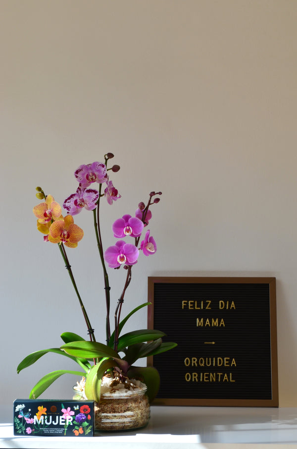 Arreglo de 3 plantas orquideas medianas en vidrio