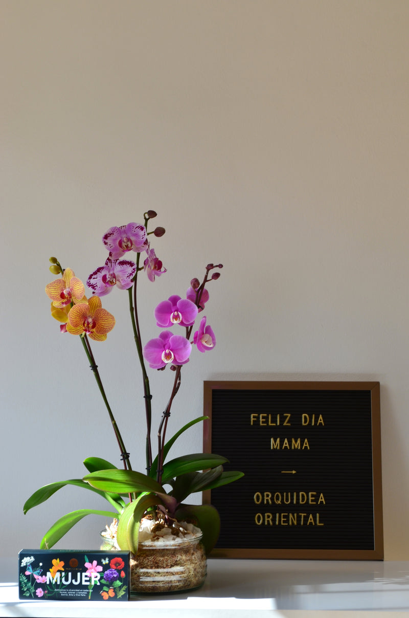 Arreglo de 3 plantas orquideas medianas en vidrio