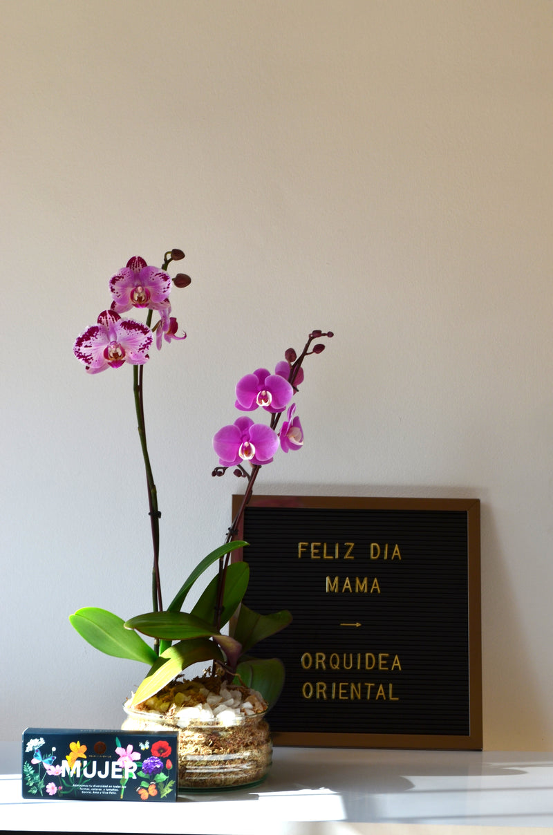 Arreglo de 2 plantas orquideas medianas tono rosa en vidrio