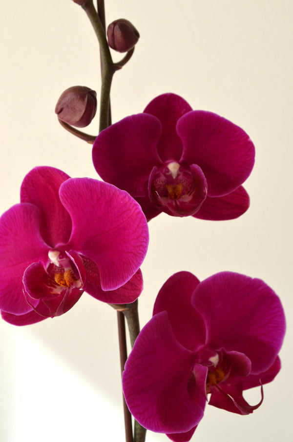 ARREGLO PLANTA DE ORQUIDEA FUCHSIA EN CERAMICA ORO