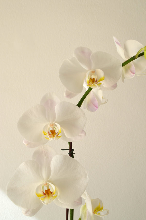 Arreglo 2 Plantas de Orquideas colores grandes en ceramica