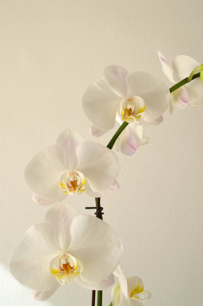 ARREGLO PLANTA DE ORQUIDEA BLANCA EN CERAMICA ORO