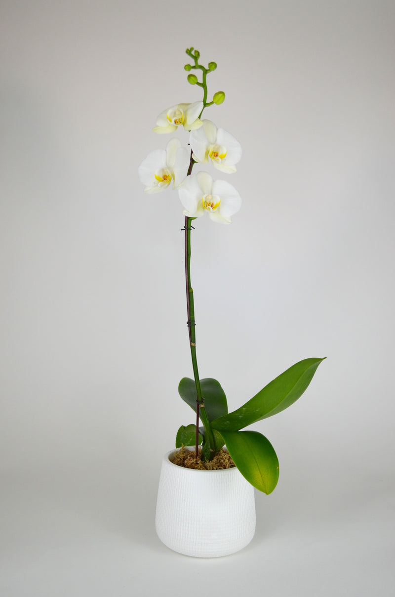 Arreglo Planta Orquidea sensibilidad blanca