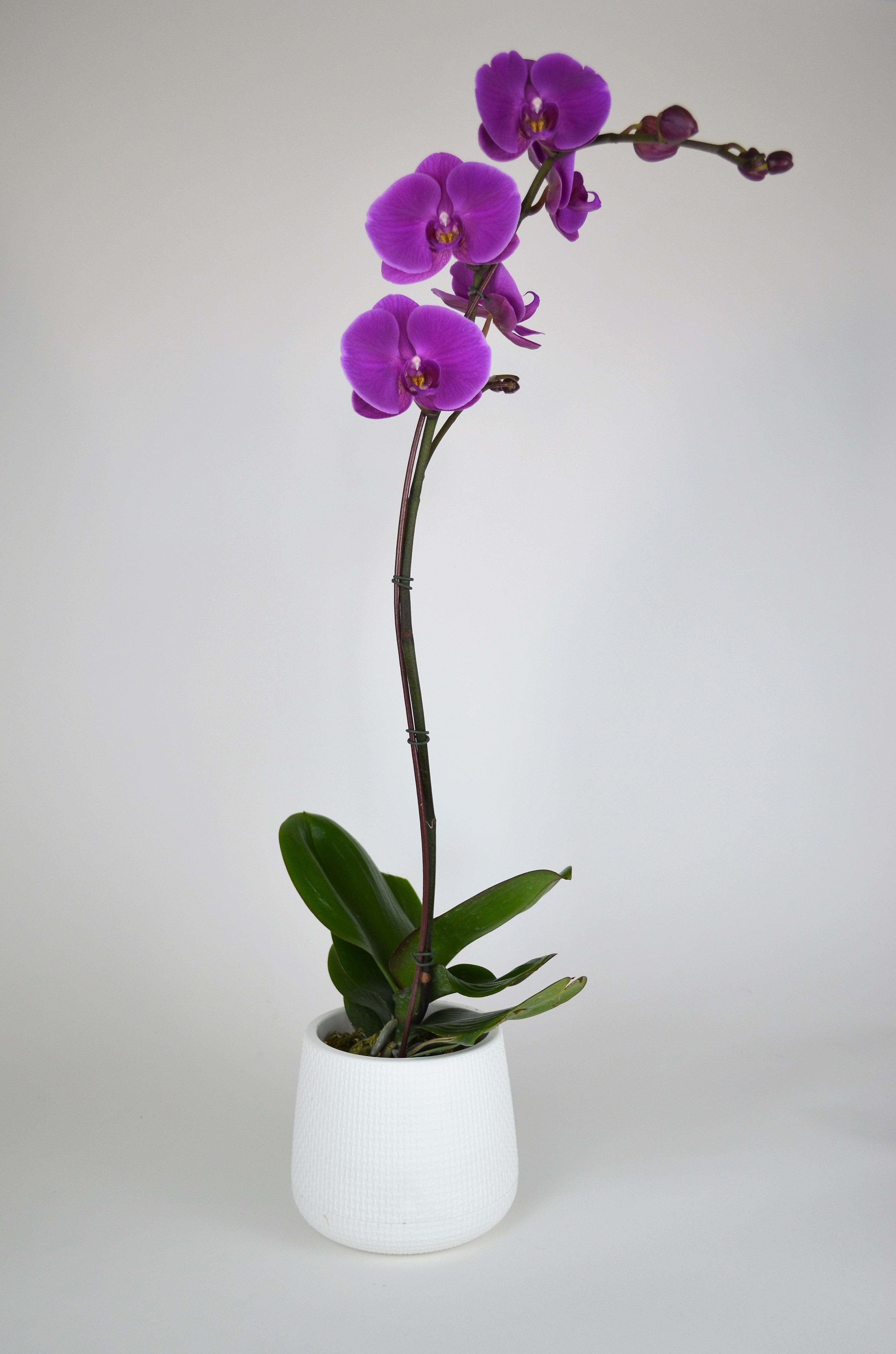 Arreglo Planta Orquidea sensibilidad blanca
