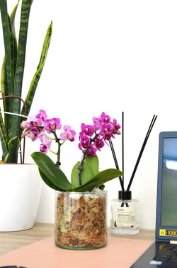 2 Orquideas  mini  en vidirio cilindrico