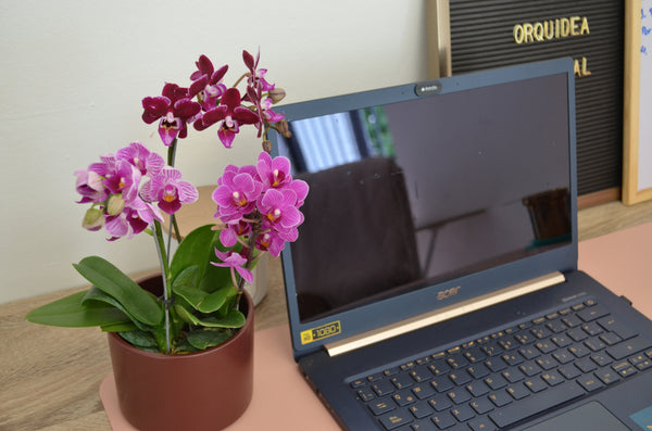 3 orquideas mini en ceramica