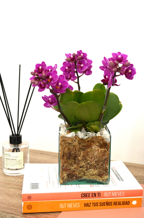 3 Orquideas  mini en colores surtidos en vidirio cuadrado