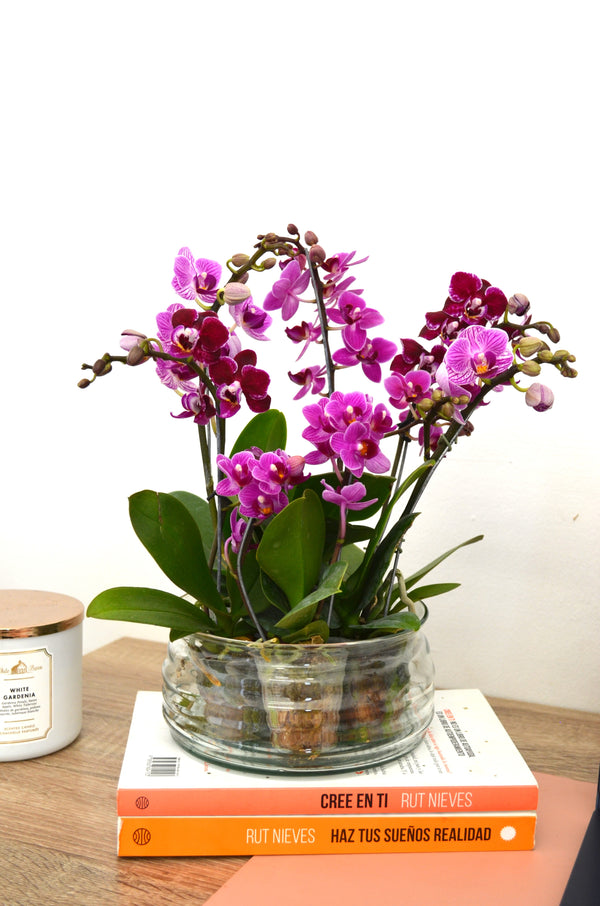 Mini jardin de orquideas