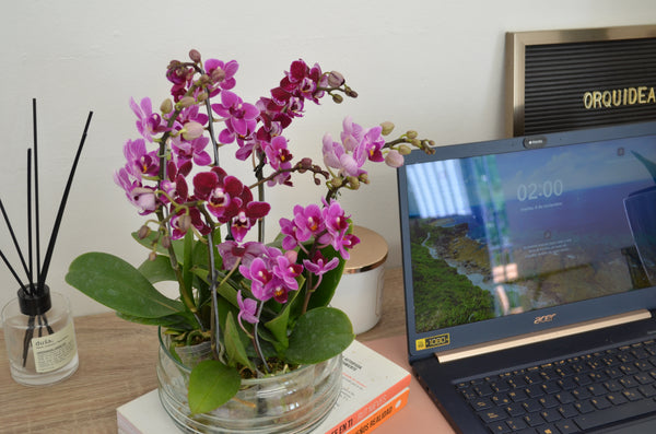 Mini jardin de orquideas
