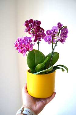 ARREGLO DE 3 PLANTAS ORQUIDEAS MINI CERAMICA AMARILLA