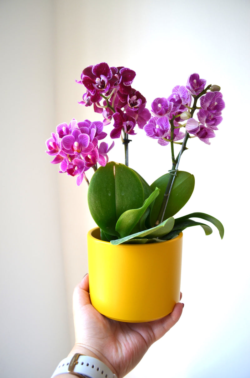 ARREGLO DE 3 PLANTAS ORQUIDEAS MINI CERAMICA AMARILLA